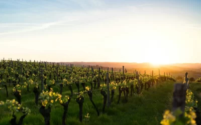 Hounds Run Vineyard